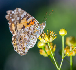 Painted Lady butterfly (Vanessa cardui) feeds on a nectar of flowers of Linden tree