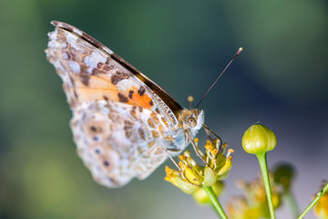 Painted Lady butterfly (Vanessa cardui) feeds on a nectar of flowers of Linden tree