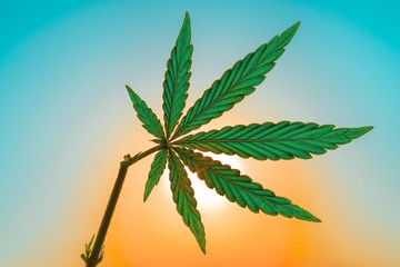 Green leaf marijuana closeup, Cannabis. Dope. Drug.