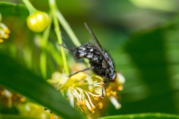 black fly feeds on a nectar of flowers of Linden tree
