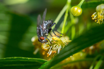 black fly feeds on a nectar of flowers of Linden tree