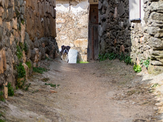 A boxer dog looking at the camera on the street of a village