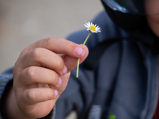 A children with one daisy flower in her hand in spring.