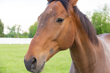 Obraz premium portrait of a brown horse