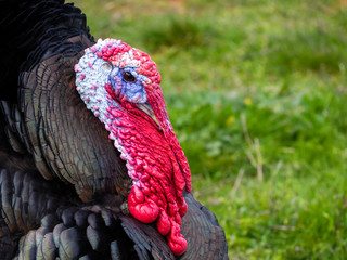 A turkey strutting on a organic farm