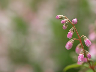 Obraz premium サラサウツギ蕾