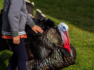 One children touching with his hand a turkey on a organic farm