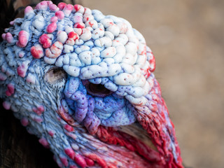 A turkey strutting on a organic farm