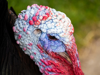 A turkey strutting on a organic farm