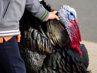 One children touching with his hand a turkey on a organic farm
