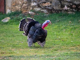A turkey strutting on a organic farm