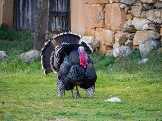 A turkey strutting on a organic farm