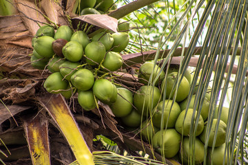 Coconut plantation in the north coast of Bahia, in the northeastern region of Brazil