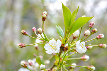 Wild apple tree branch with white flowers
