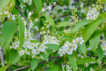 Bird cherry tree in blossom. Close-up of a Tree with white little Flowers