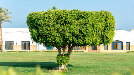 a field on which grows one beautiful tall oak tree, a summer landscape in sunny warm weather. Horizontal frame