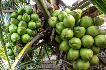 Coconut plantation in the north coast of Bahia, in the northeastern region of Brazil