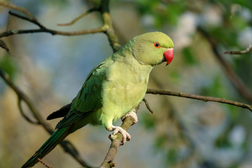 Sittich