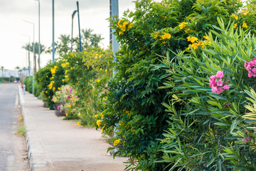 Beautiful pink flowers grow on green bushes, the perspective of the frame goes into the distance
