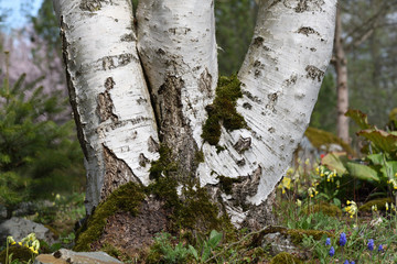 bark of a birch tree
