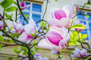 Close-up view of beautiful magnolia flowers in  spring