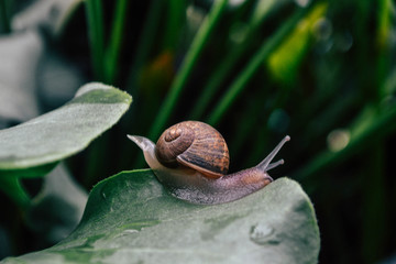 Caracol