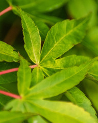 closeup of green leaf acer
