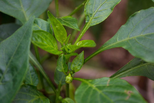 planta de morron