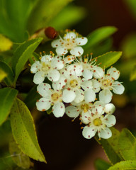 white garden flowers