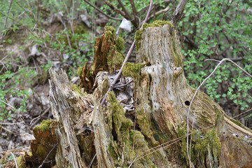 rotten trunk of a tree