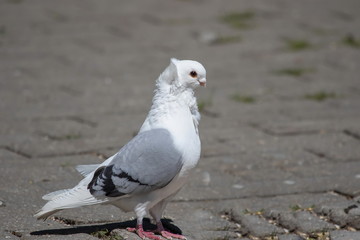 Möwe
