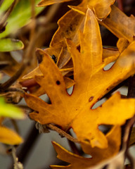 closeup of autumn leaf