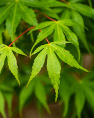 green leaves of acer