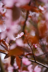 kirschblüte