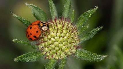 ein Marienkäfer auf einer grünen Blüte