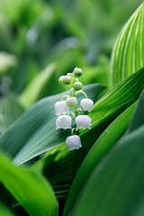 Lily of the valley with rain drops close up, blooming in the forest. Selective focus. Convallaria majalis - most fragrant flowers in early summer