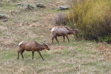 Naklejka na ściany i meble Two elk in a meadow in Yellowstone.