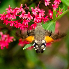 bee hawk-moth