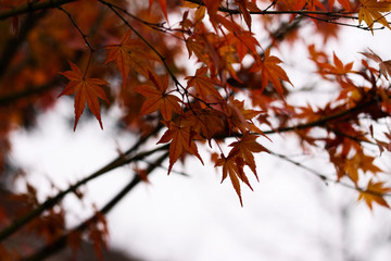 autumn leaves on tree