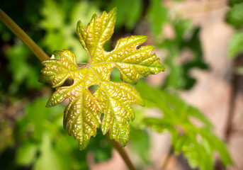 Closeup of a metallic looking vine leaf in front of a house facade