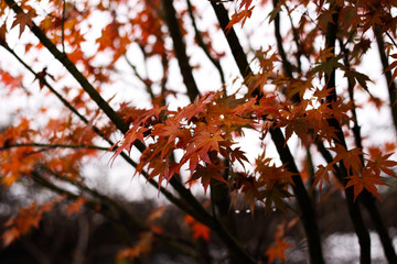 autumn leaves on tree