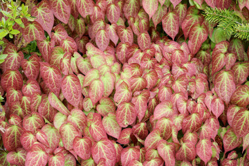 Fototapeta premium Green-red plant for background or texture.