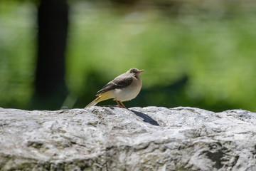 Fototapeta premium Gebirgsstelze