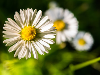 Obraz premium Close-up of group of daisy flowers (Bellis perennis) found during summer walk.