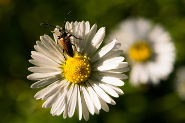 Fototapeta premium Macro shot of detailed pest bug on summer daisy flower (Bellis perennis).