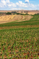 Corn field in Parana State, Brazil