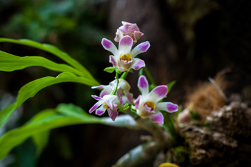 Orchid. Colorful orchids in flower. Blooming orchid in orchidarium.