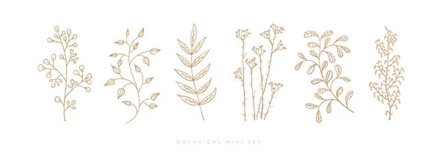 Stellen Sie handgezeichnetes lockiges Gras und Blumen auf weißem, isoliertem Hintergrund ein. Trendige Wildblumen und Kräuter. Botanische Illustration. Dekoratives Blumenbild. © KOSIM