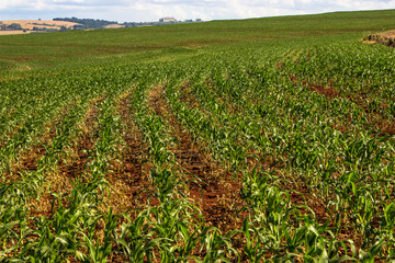 Corn field in Parana State, Brazil