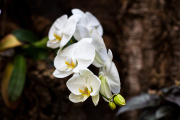 Orchid. Colorful orchids in flower. Blooming orchid in orchidarium.